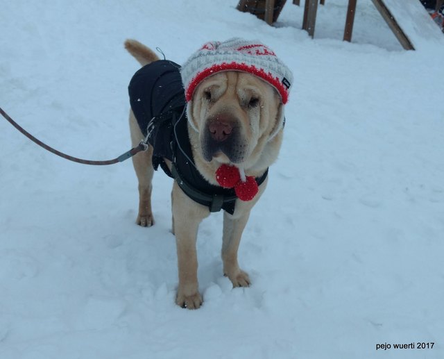 Sowas trägt Hund heute !