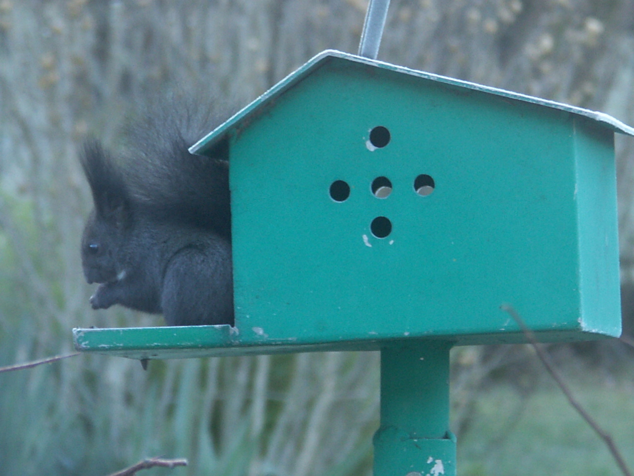 Eichhörnchen im Vogelhaus Baden