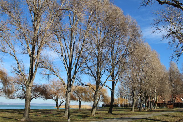 Plantanen-Allee