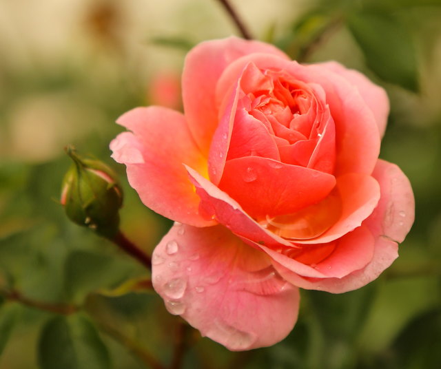 Beim Rosenball in Frohnleiten wird um Mitternacht die Rosenkönigin gekürt.