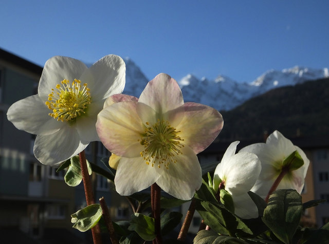 Der Föhn läßt die Temperatur heute steigen