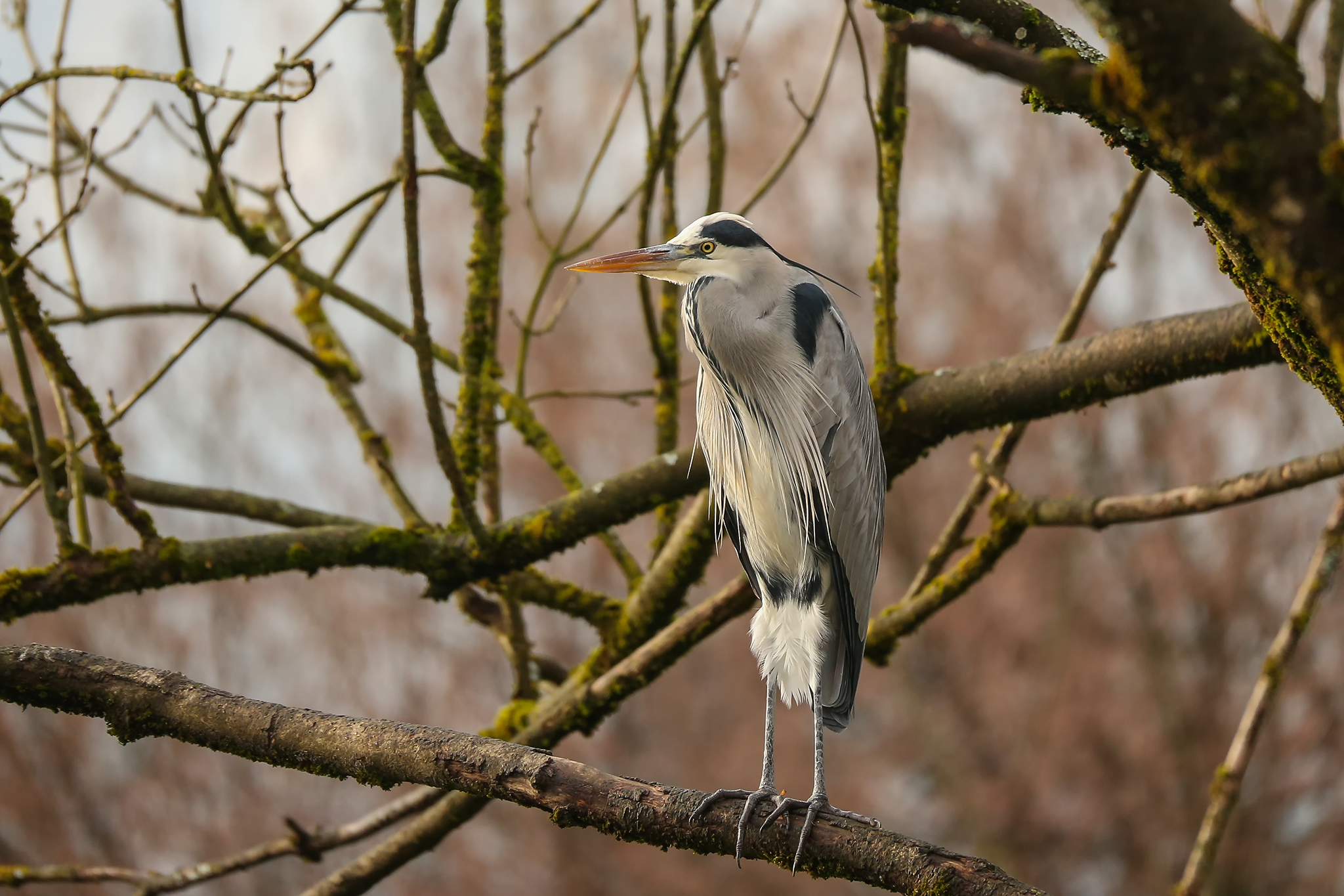Canon EOS 1DX, Sigma 150-600 Sports, ISO 800, f6.3, 600mm, 1/400 sec