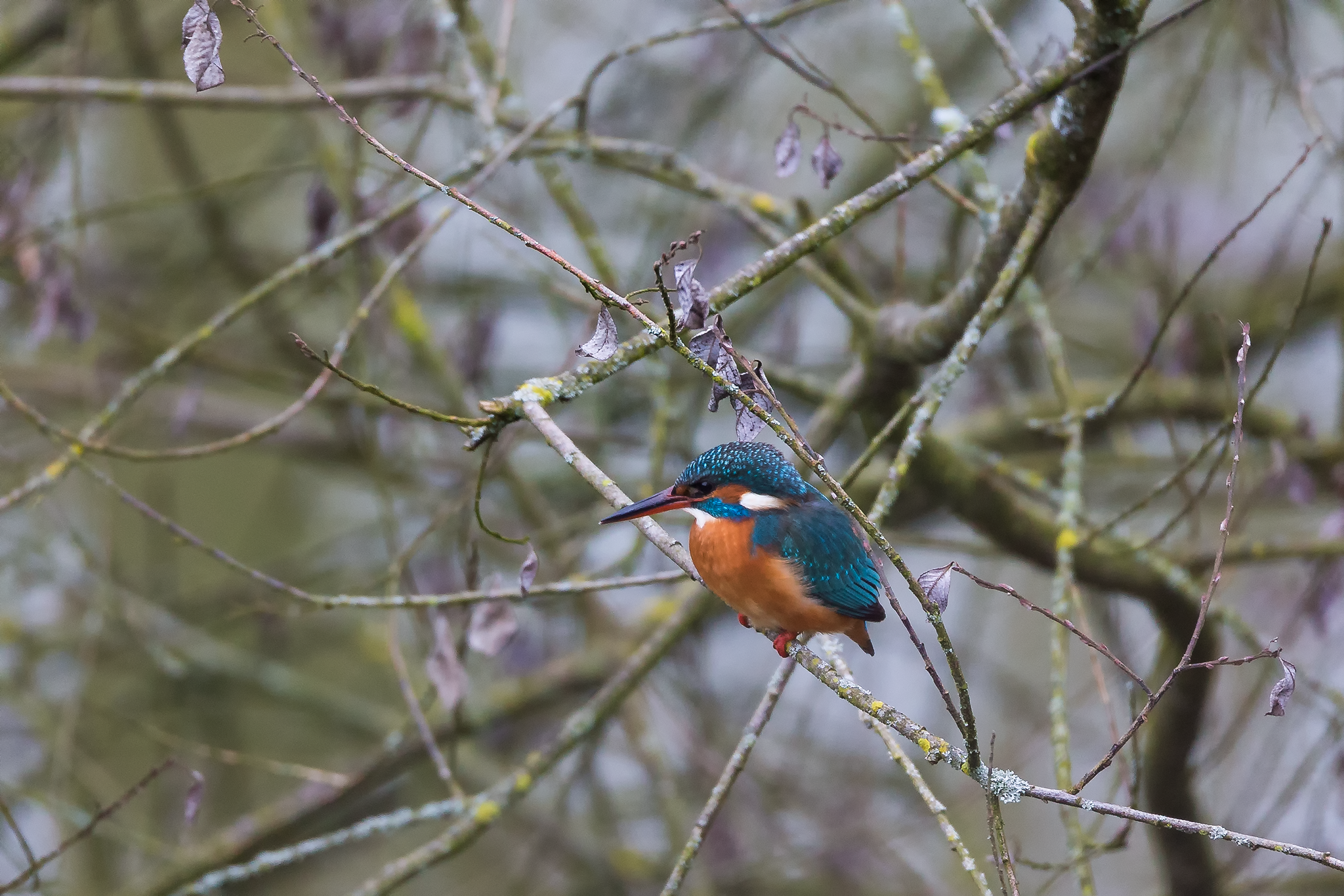 Canon EOS 1DX, Sigma 150-600 Sports, ISO 2000, f6.3, 1/400