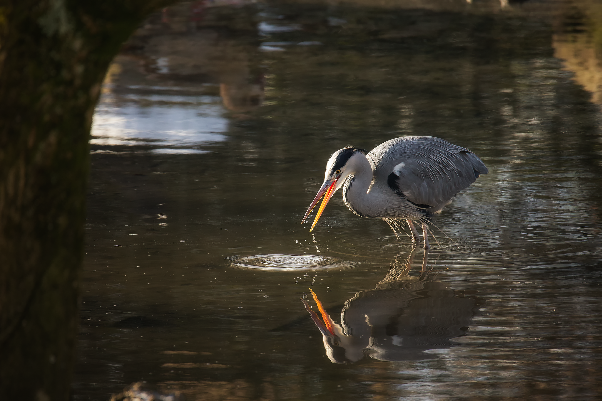 Canon EOS 1DX, Sigma 150-600 Sports, ISO 800, f6.3, 1/1200 sec