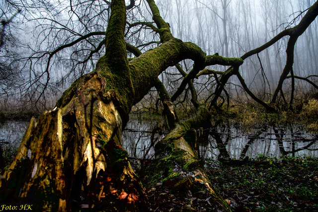 Naturschutzgebiet Stockerauer Au