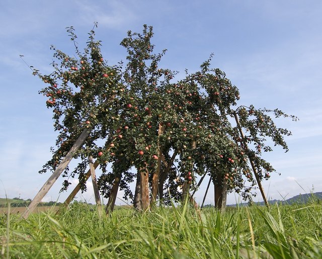 Foto: J. Thoma, Apfelbaum