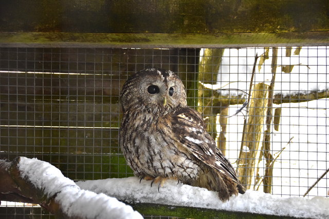 Der Waldkauz wird nun in Gasteig gepflegt. | Foto: BG/BORG