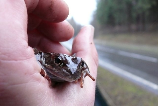 Rund 30.000 Amphibien und Reptilien wurden im Jahr 2017 sicher über Salzburgs Straßen gebracht
Grasfrosch | Foto: Kyek Martin