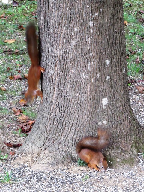 2 von 3 Eichkätzchen, die täglich zu meinem "Futterbaum" kommen, den auch viele Vögel aufsuchen.