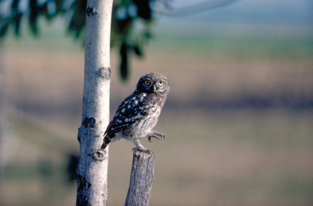 So sieht ein Steinkauz aus | Foto: Nationalpark Neusiedler See Seewinkel