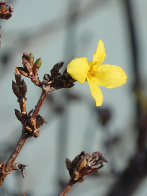 Wohl die erste Forsythienblüte, die heuer schon im Jänner in der Sonne leuchtet