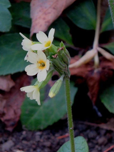Auch die Schlüssselblume zeigt erste Blütchen