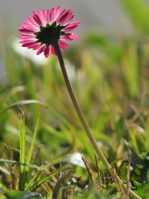 Gänseblümchen sind ohnehin nicht unterzukriegen und blühen nach Möglichkeit das ganze Jahr über