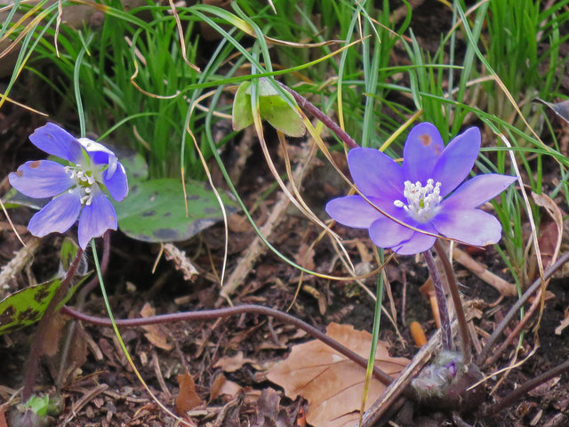 Auch Leberblümchen mögen den milden Winter ganz offensichtlich