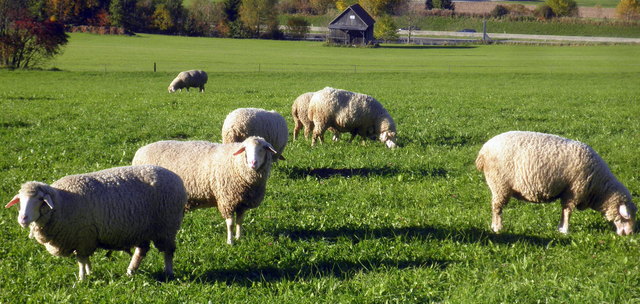 ... wie schön es doch wäre, bald wieder auf einer saftigen, grünen Wiese zu sein?