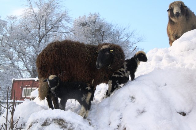 Die ersten Jungtiere tummeln sich bereits im Zoo. | Foto: Zoo Linz