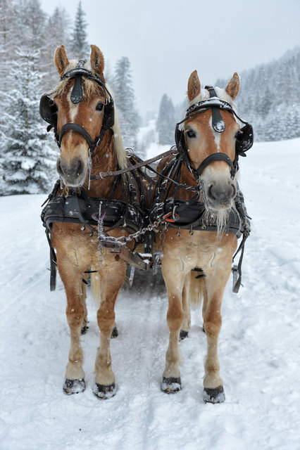 Am Faschingdienstag wird gefahren. | Foto: Foto: Fotolia/Lilifox