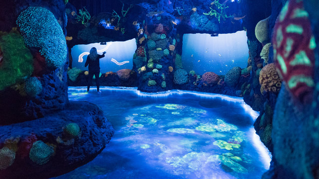 Das Korallenriff wurde mithilfe eines Prozesses namens Photogrammetrie gebaut. 2D-Fotos wurden benutzt, um 3D-Modelle der Korallen zu konstruieren. | Foto: National Geographic Encounter: Ocean Odyssey