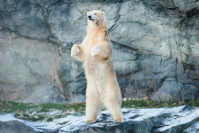 Vollbildmodus .. Eisbärin Nora aus Schönbrunn