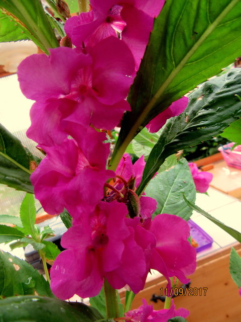 Balsaminen gibt es in verschiedenen Farben. https://www.saatgut-vielfalt.de/product.php?products_id=910975