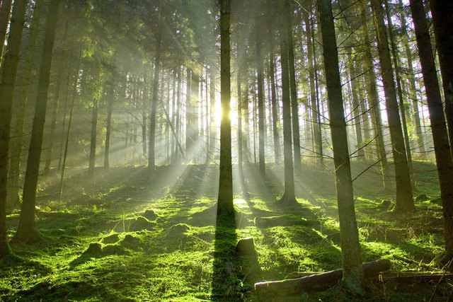 Waldbau-Vortrag in Unterlamm: Infos über weitere Termine und Veranstaltungsorte auf www.vulkanland.at. | Foto: Kudoybook