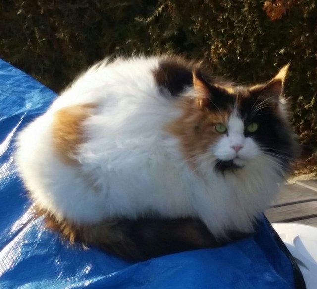Katze "Mutzi" ist zwei Jahre alt und gehört zur Rasse Maine Coon. | Foto: Privat