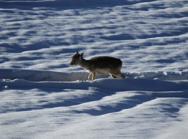 Nachwuchs vom Dammwild
