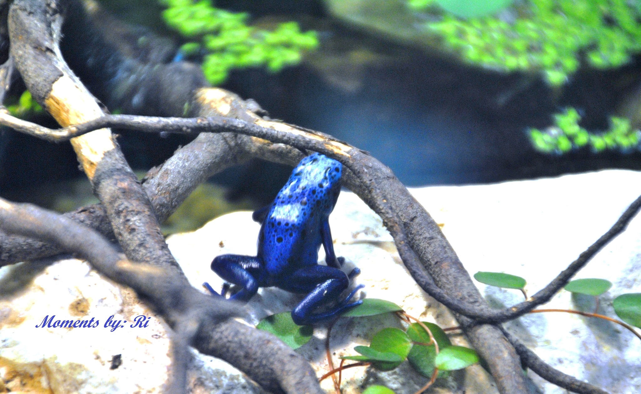 Moments and Thoughts Dendrobatidae Döbling