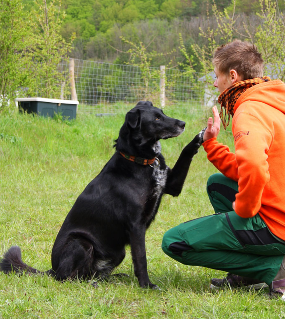 Hundeschule vom Welpen bis zum erwachsenen Hund.