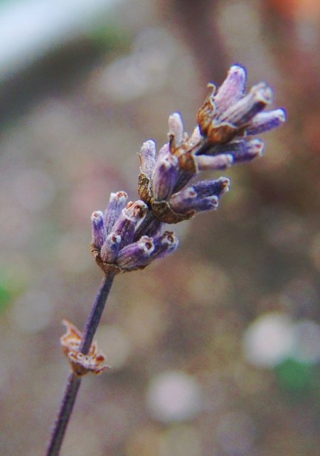 aufgenommen im Garten am 27.01.2018