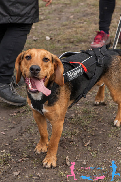 glückliche Hunde nach dem Rennen © SpeedRunners.at