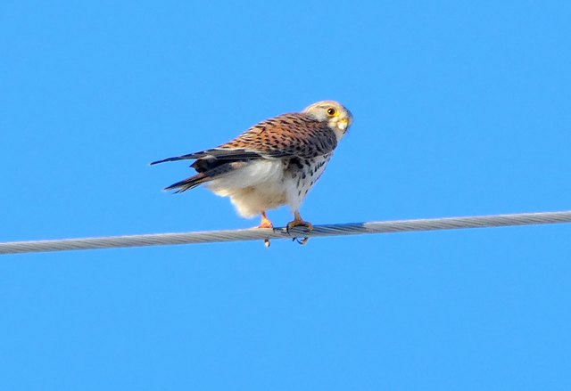 ... hatte dieser Turmfalke das Stromkabel. Mit der Kamera eingefangen hat ihn Florian Haun bei einem seiner Spaziergänge durch den Kundler Ortsteil Liesfeld. Nahe zur Grenze zum Wörgler Industriegebiet entdeckte er den Vogel hoch über den verschneiten Feldern auf den Hochstromleitungen sitzend. Der Turmfalke könnte wohl auf den Feldern nach frischer Beute gesucht haben.