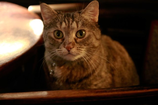 Katze Leila in Cafe Augustin