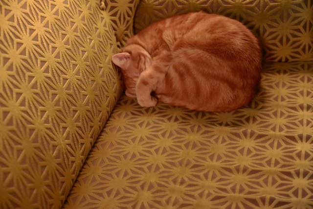 Kater Luke
