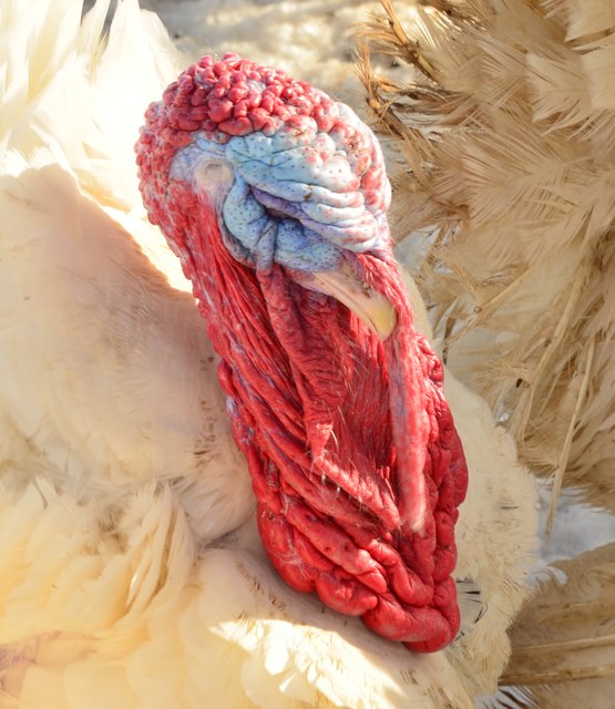 Eigenartig und ungewohnt ist der farbenprächtige Kopf der männlichen Puten.