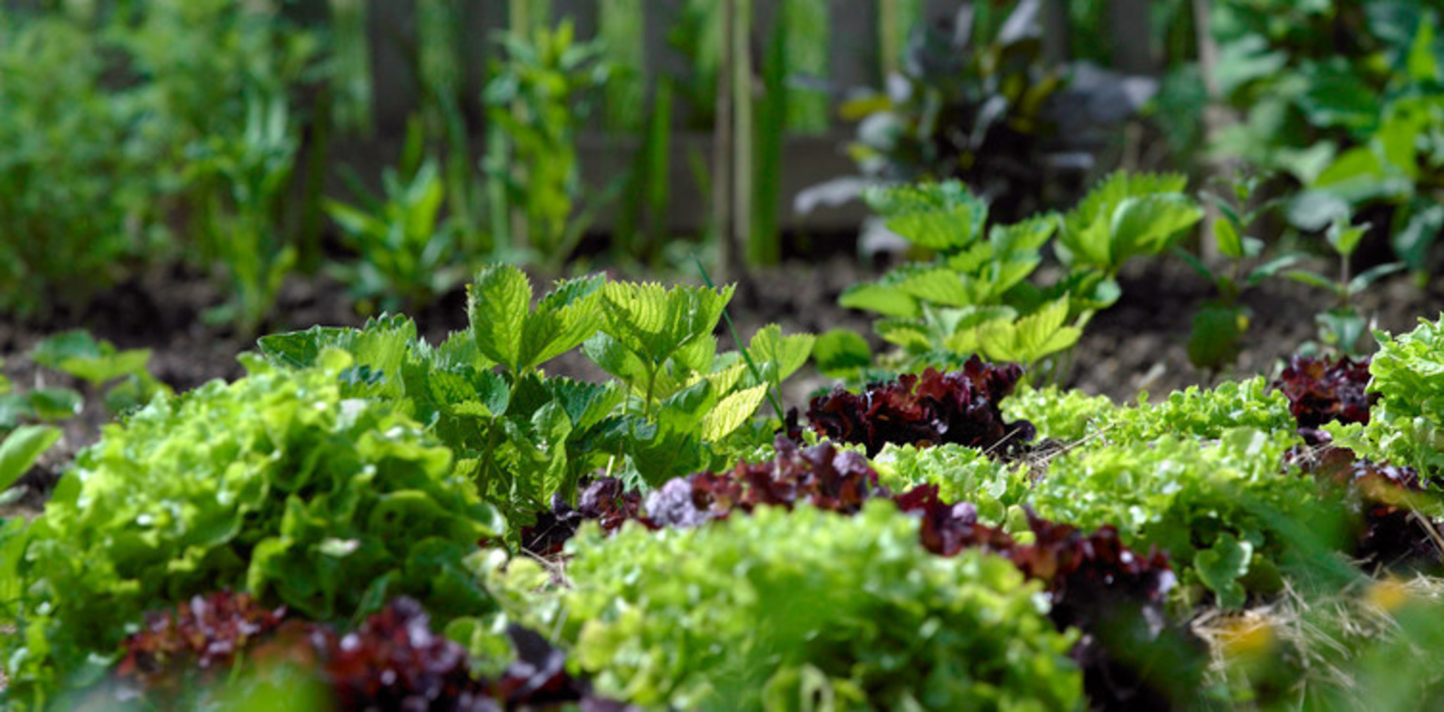 Quer durch das Gemüsebeet Melk