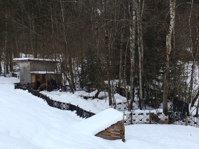 An diesem Gelände in Reith wurden die vernachlässigten Tiere entdeckt, Strafverfahren werden eingeleitet. | Foto: ZOOM.TIROL