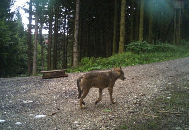 Ende des Vorjahres wurde ein herumstreifender Wolf im nördlichen Flachgau gesichtet. | Foto: Aus einem Flachgauer Revier.