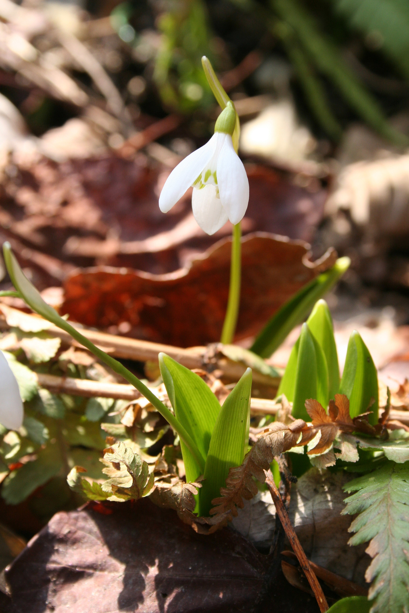 Die Natur erwacht Pflanzen starten in den Frühling Tulln
