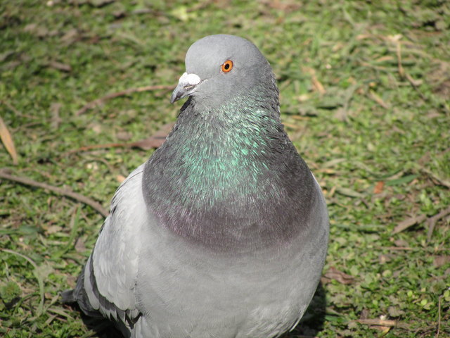 30.01.2018 Eine Stadttaube kann auch schön sein - oder ? siehe auch unter https://de.wikipedia.org/wiki/Stadttaube