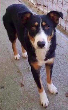 Wo ist Vera? Hinweise bitte unter 06504543706 melden.
