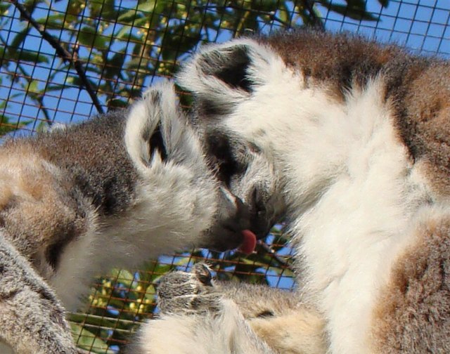 Liebe ist, wenn man seinen Partner zum Abschlecken süß findet! - So wie hier die 2 Kattas im Salzburger Zoo zueinander gefunden haben,-)))!!!!