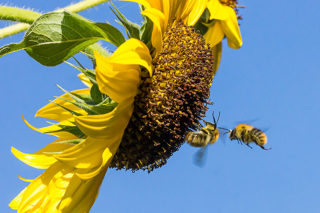 Gegen den Bienenschädling Varroamilbe werden viele verschiedene Methoden angewandt | Foto: Brigitte Katzensteiner