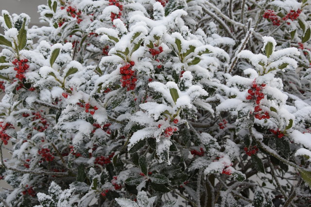 Am Palmsonntag wurden die Zweige des Ilex verwendet – als immergrüne Zweige waren sie Symbol für Unsterblichkeit und Wiedergeburt. Die Germanen sahen in den Ilexzweigen die Chance gute Waldgeister anzulocken. Die Druiden schmückten die  Häuser um die Bewohner vor bösem Zauber zu bewahren und die guten Geister anzulocken.