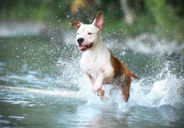 Das war die verspielte Wasserratte Shorty.
