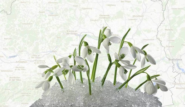 Frühling auf einen Blick. Sagt uns, wo in Niederösterreich bereits die ersten Blumen blühen und gestaltet so den Bezirksblätter-Frühlingsatlas mit.