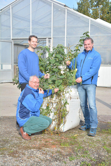 Stadtgärtner Mario Jaglarz und seine Mitarbeiter nutzen selbst einen bepflanzten Big Bag am Bauhof – die reiche Ernte wird mit allen Kollegen geteilt.
﻿ | Foto: Stadtgemeinde Tulln