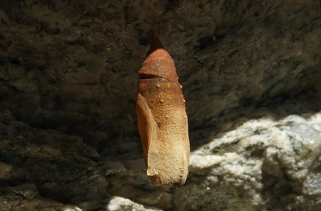 Hier hat die Schmetterlingspuppe die bisherige Winterzeit ausgeharrt, geschützt vor Sturm und Schnee unter einem Felsvorsprung. Die Sonne wärmt bereits die Felsen und so wird sich wohl in einigen Wochen an diesem Cliffhanger etwas ändern.