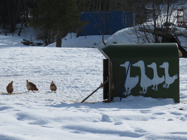... Offensichtlich für Laufenten und wohl auch für Hühner gedacht, die sich beim Spaziergang in der weißen Pracht kalte Füße geholt haben