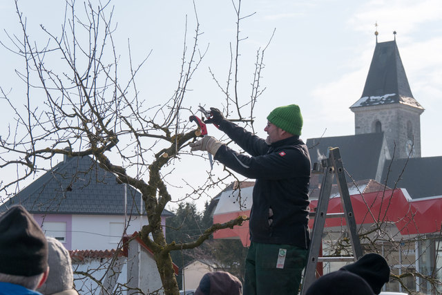 Auch die "alten Hasen" lernten beim Baumschnittkurs in Kronstorf eine Menge dazu.